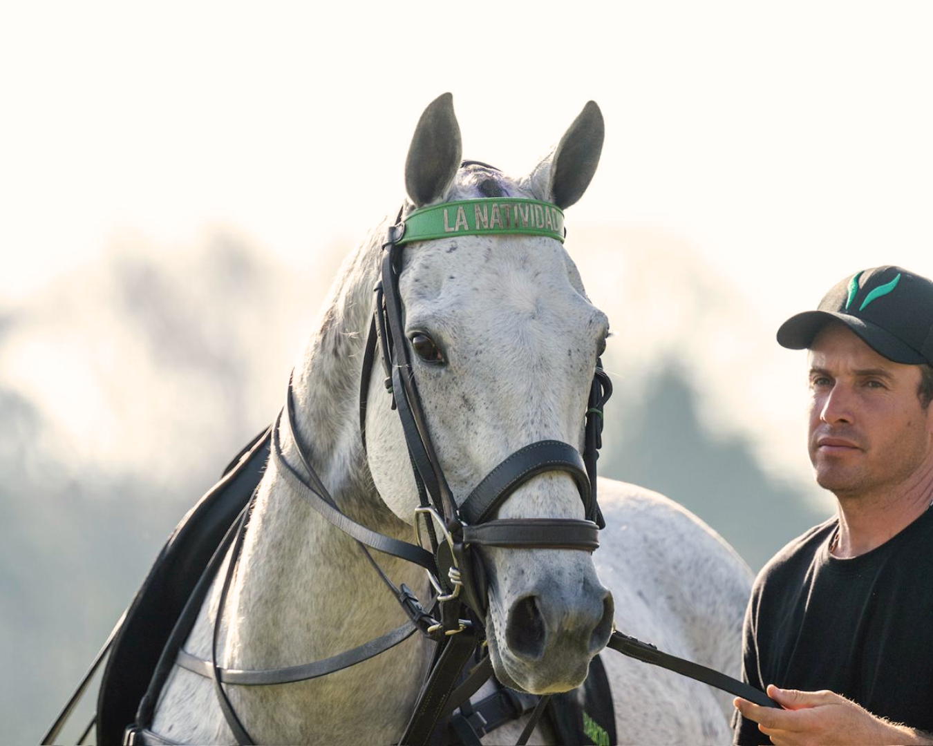 Horses Traveling Between Argentina and the US: what it takes behind the scenes
