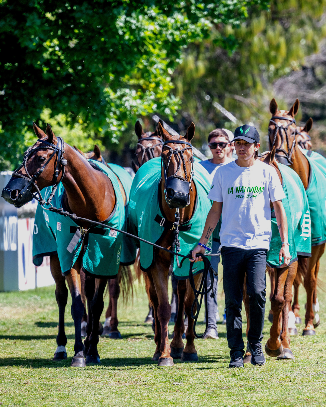 Lee más sobre el artículo Comprar un Caballo de Polo: todo lo que necesitas saber