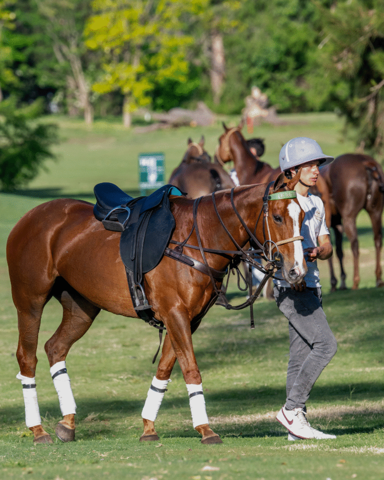 Read more about the article The Evolution of the Polo Horse: Speed, Agility, and Legacy