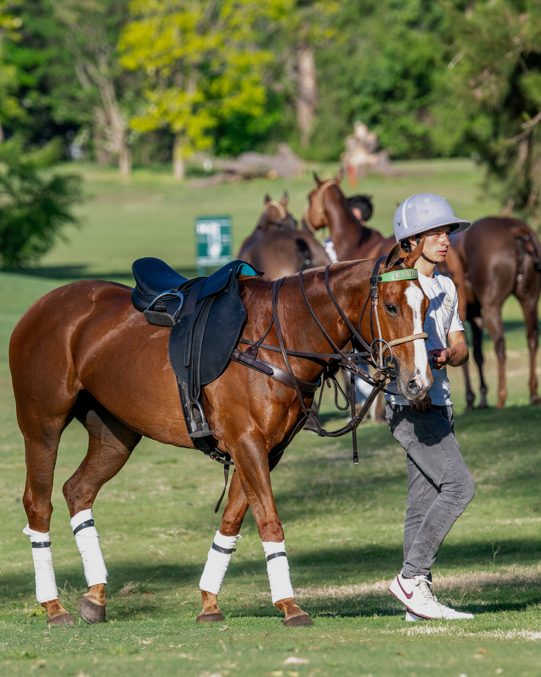 You are currently viewing The Evolution of the Polo Horse: Speed, Agility, and Legacy